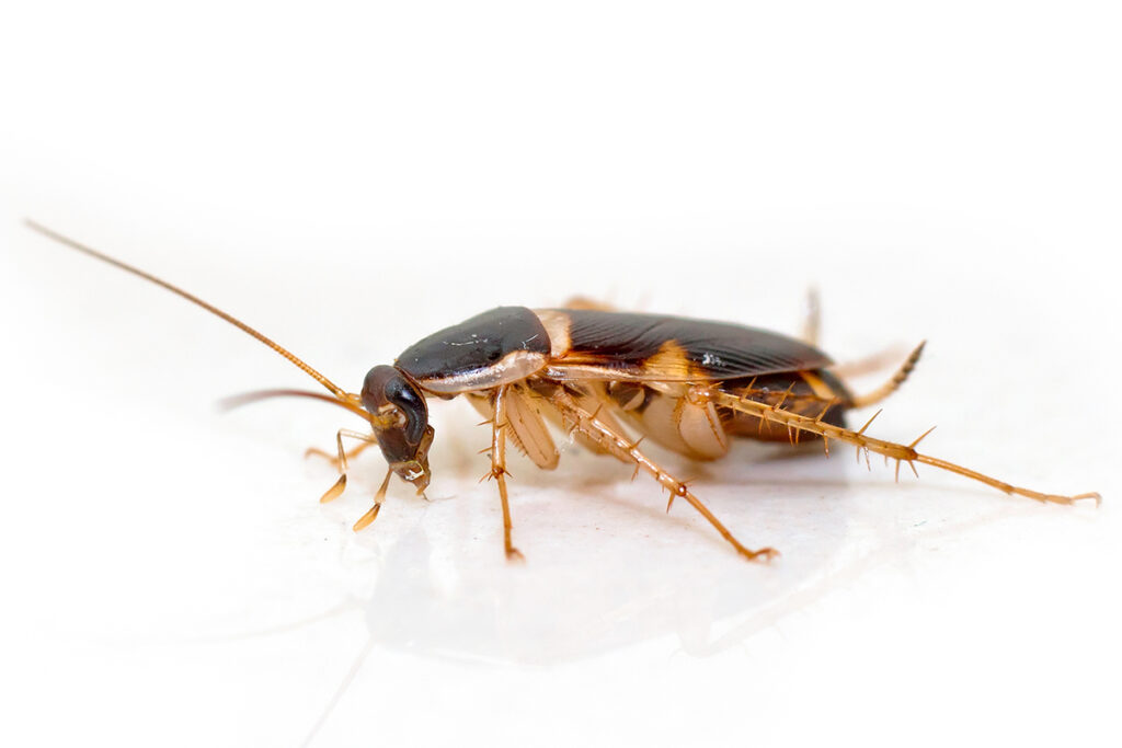 Brown Banded Cockroach Supella longipalpa