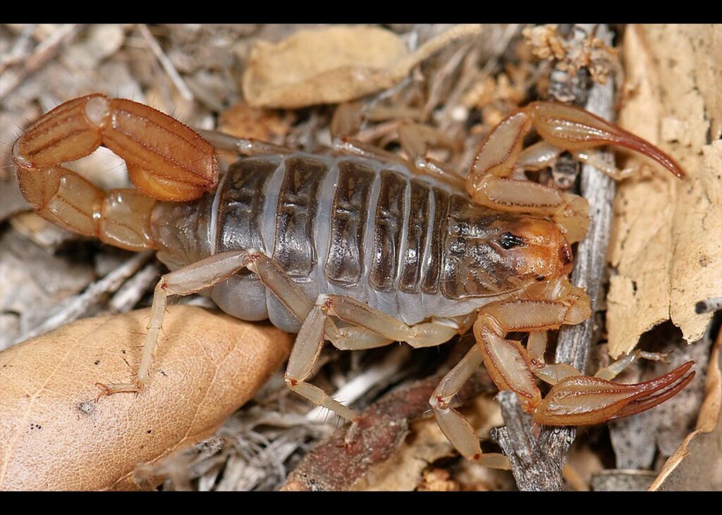 California Common Scorpion-Paruroctonus silvestrii