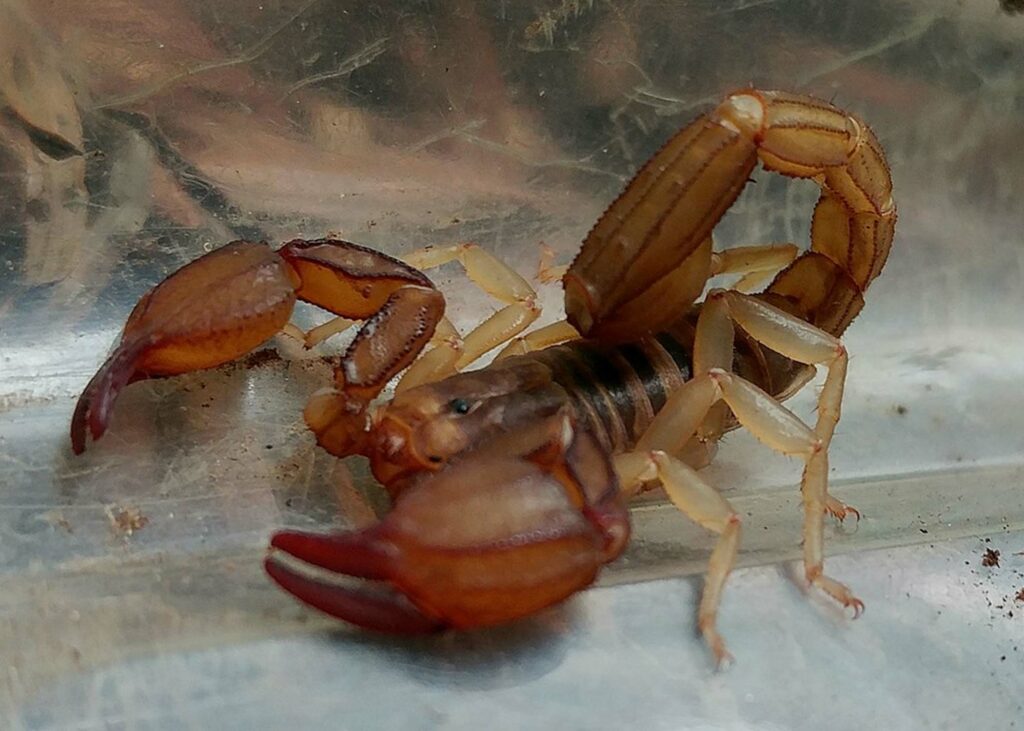 California Scorpion-Uroctonites Montereus