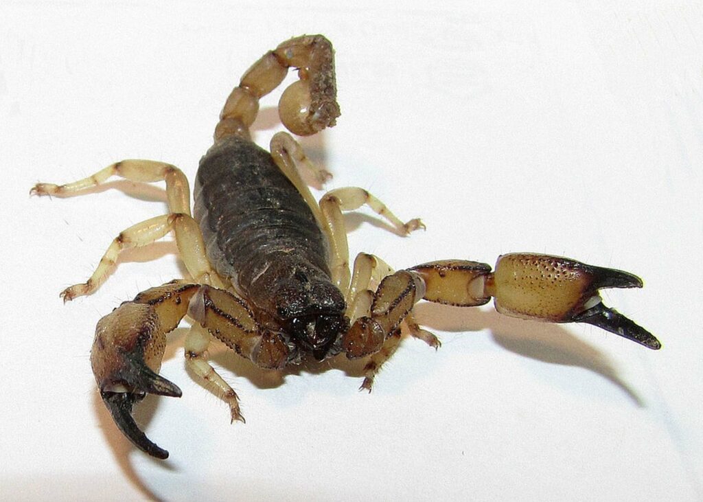 California Swollenstinger Scorpion-Anuroctonus pococki