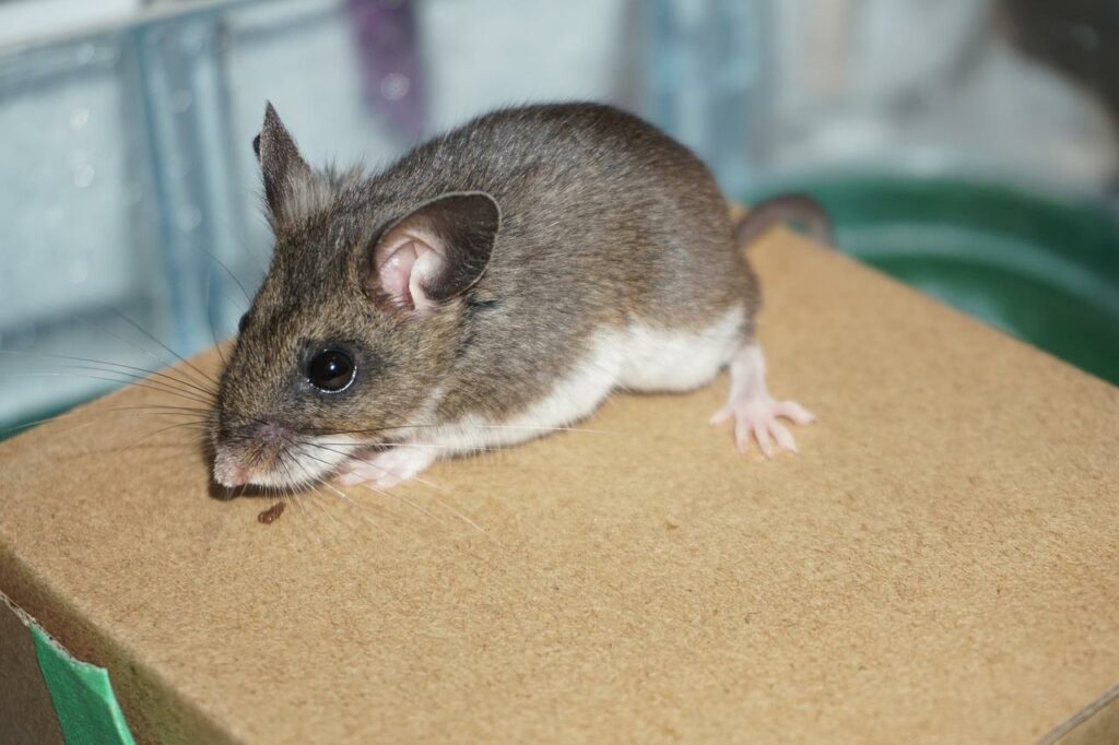 Deer Mouse