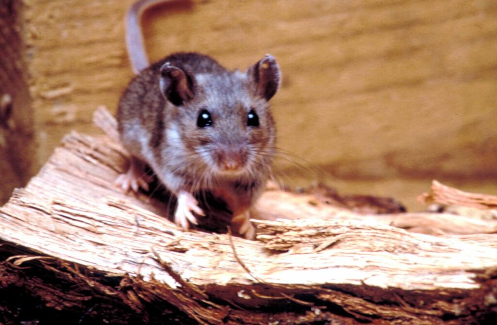 Deer Mouse in Your Home