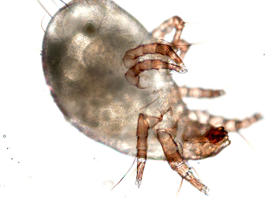 Dust Mites