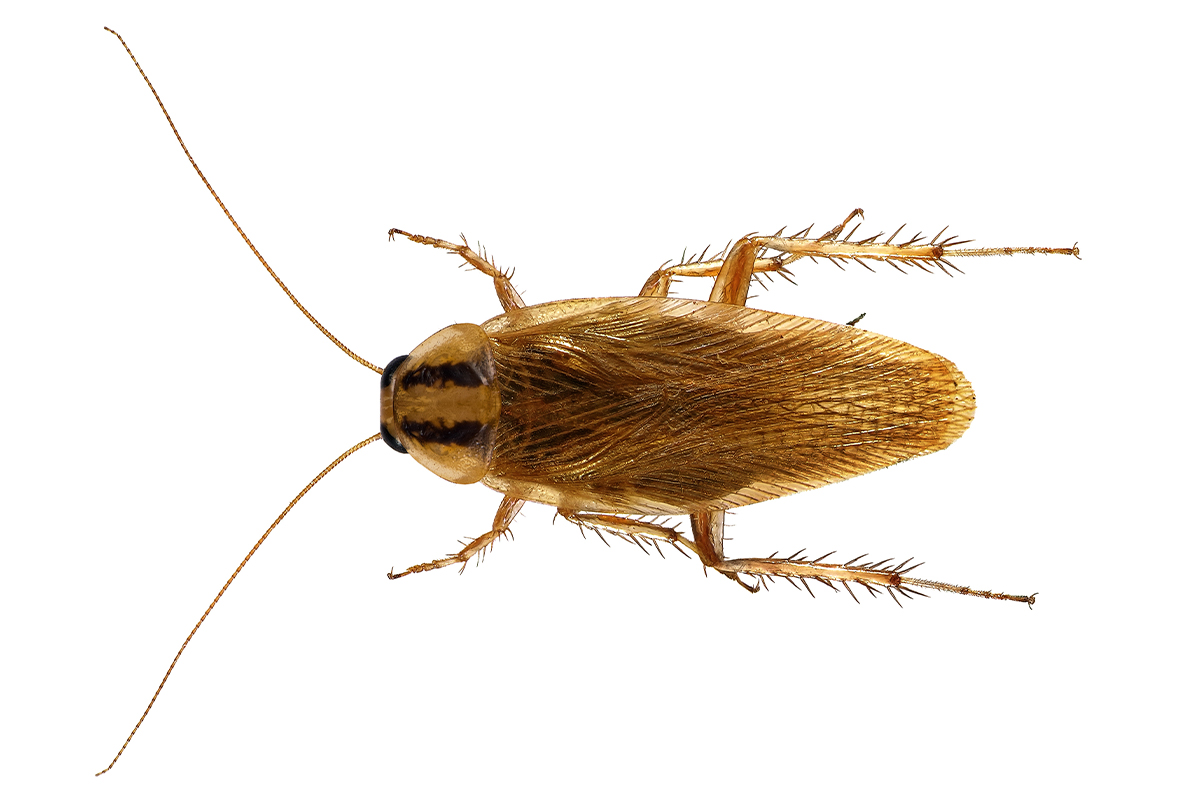 German cockroach Blattella germanica