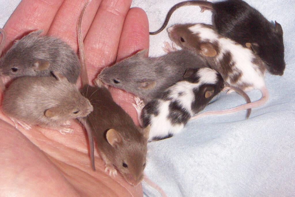 Life Cycle and Habits of Rats