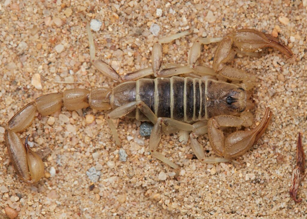 Monterey Dunes Scorpion-Paruroctonus maritimus