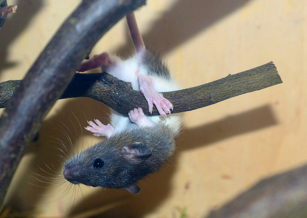 Pests like rats are good at climbing