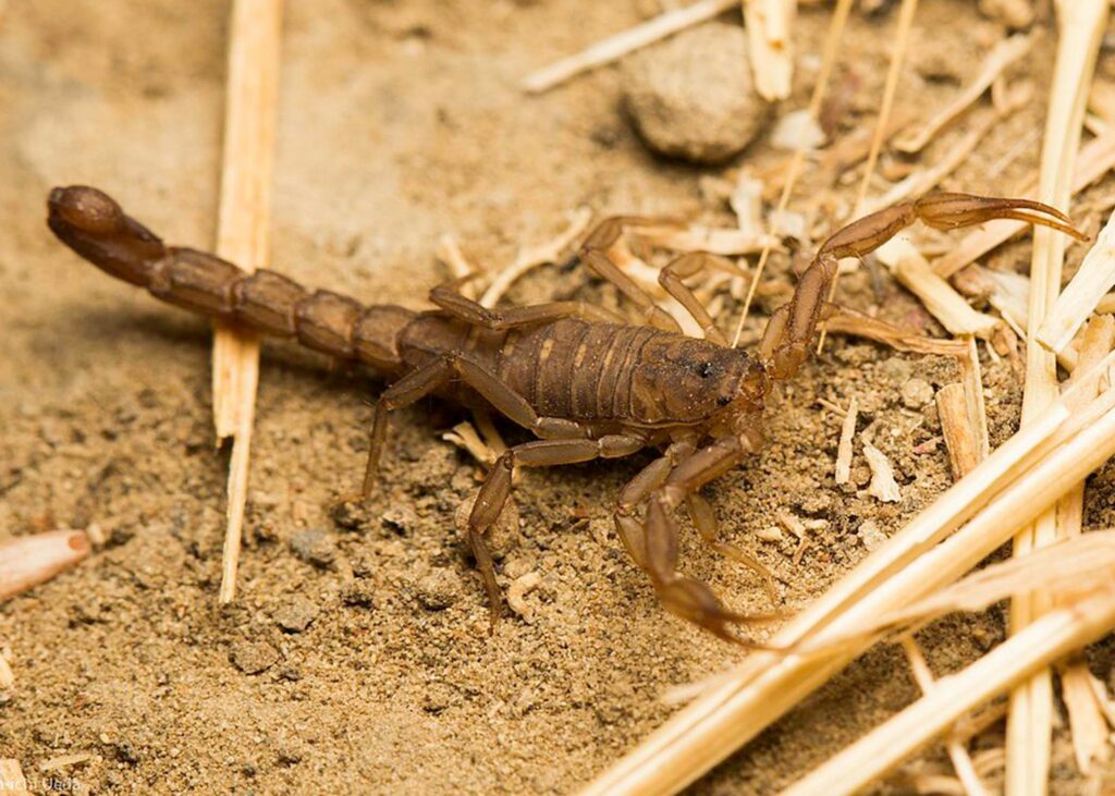 Sawfinger Scorpion-Serradigitus gertschi