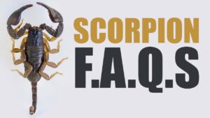 Scorpion Frequently Asked Questions