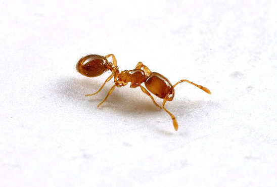 Thief Ant Solenopsis molesta