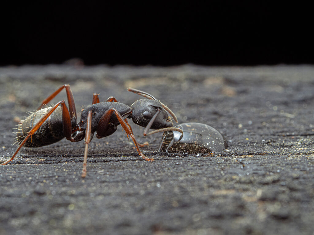 Western black carpenter ant Camponotus modoc