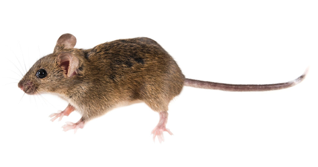 House Mouse - Mus Musculus