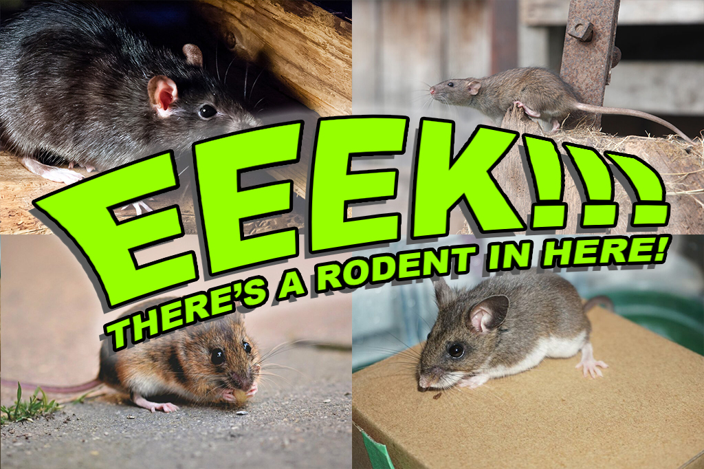What kind of rodent is in your bay area home