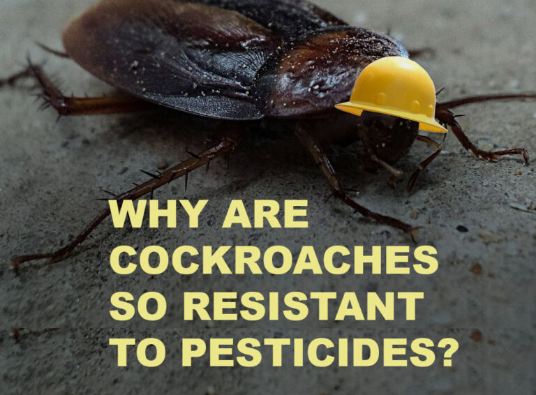 Why are cockroaches so resistant to pesticides