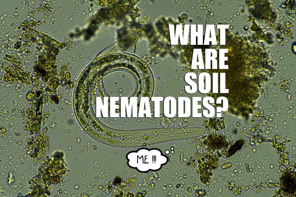 What are Soil Nematodes?