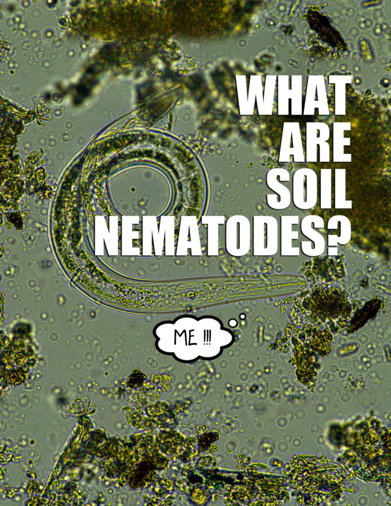 What are Soil Nematodes