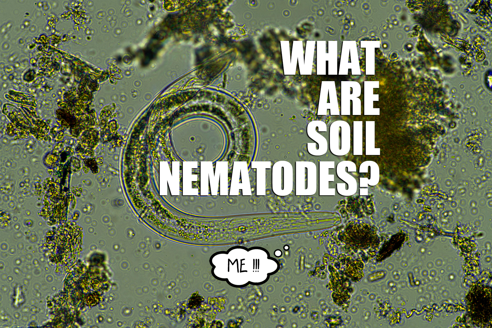 What Are Nematodes?