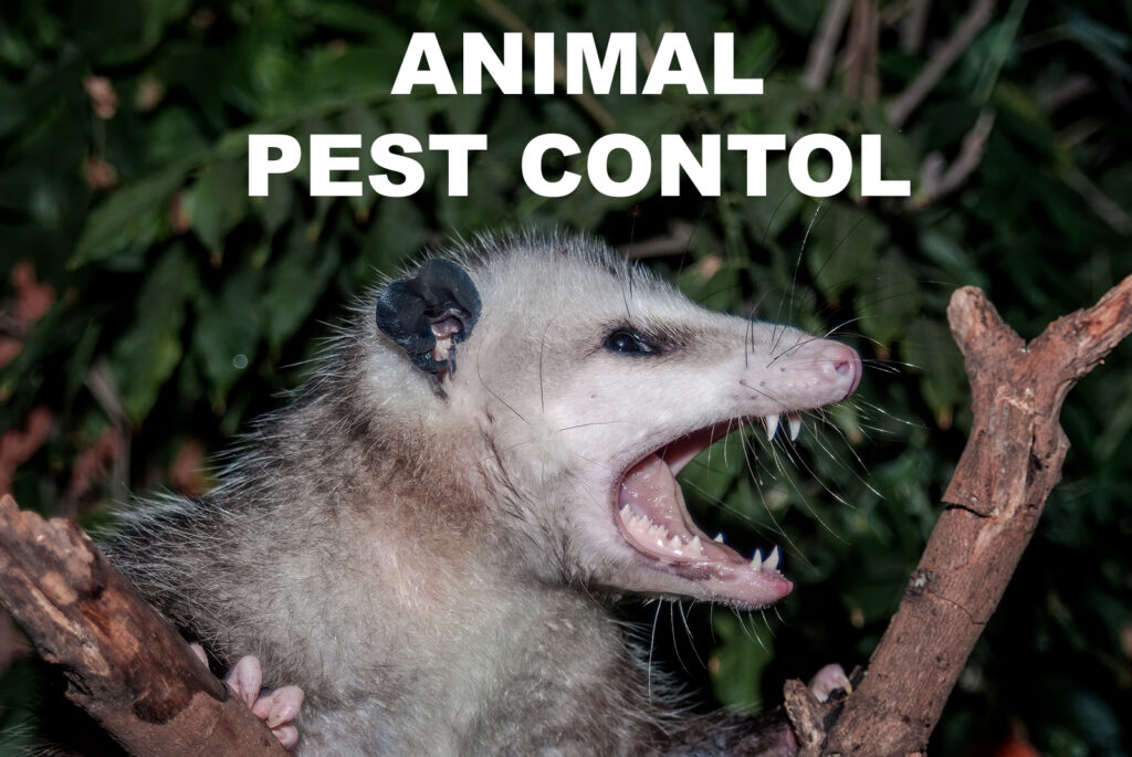 Animal Pest Control Services