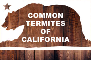 Common Termites of California