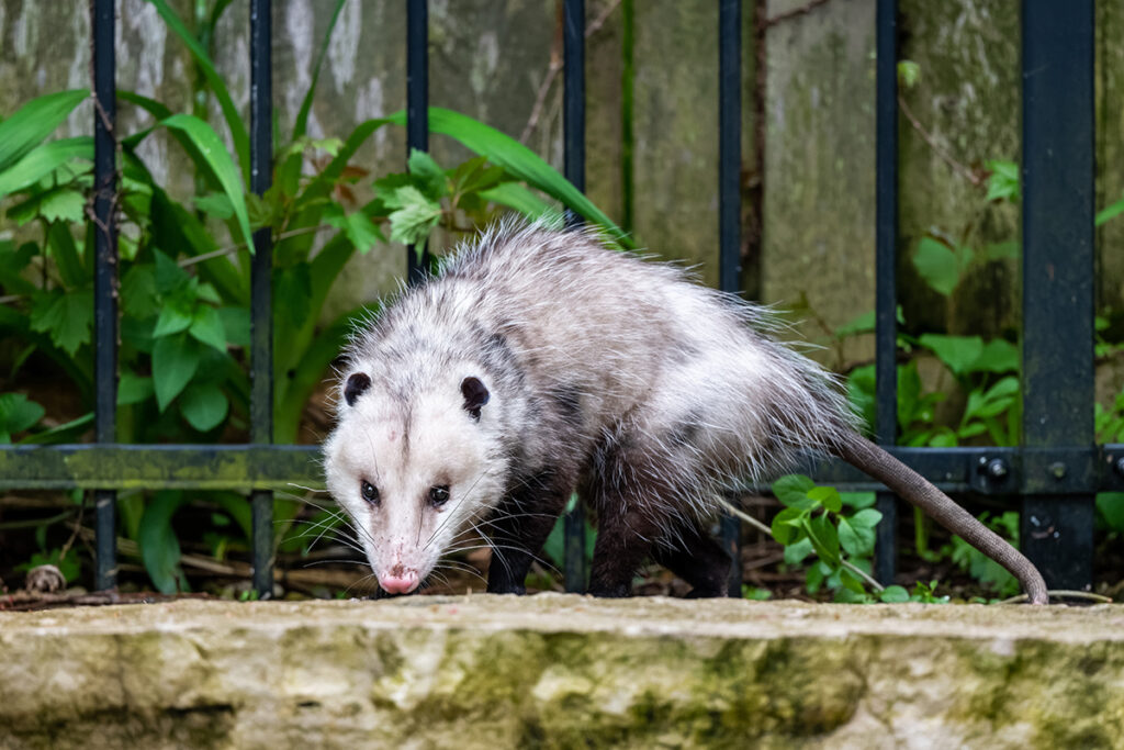 Opossum Pest Control