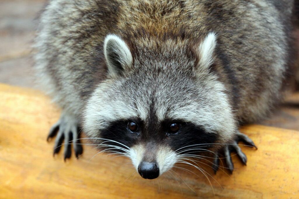 Raccoon Pest Control