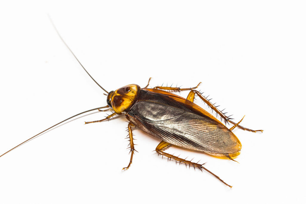 Turkestan cockroach (Blatta lateralis)