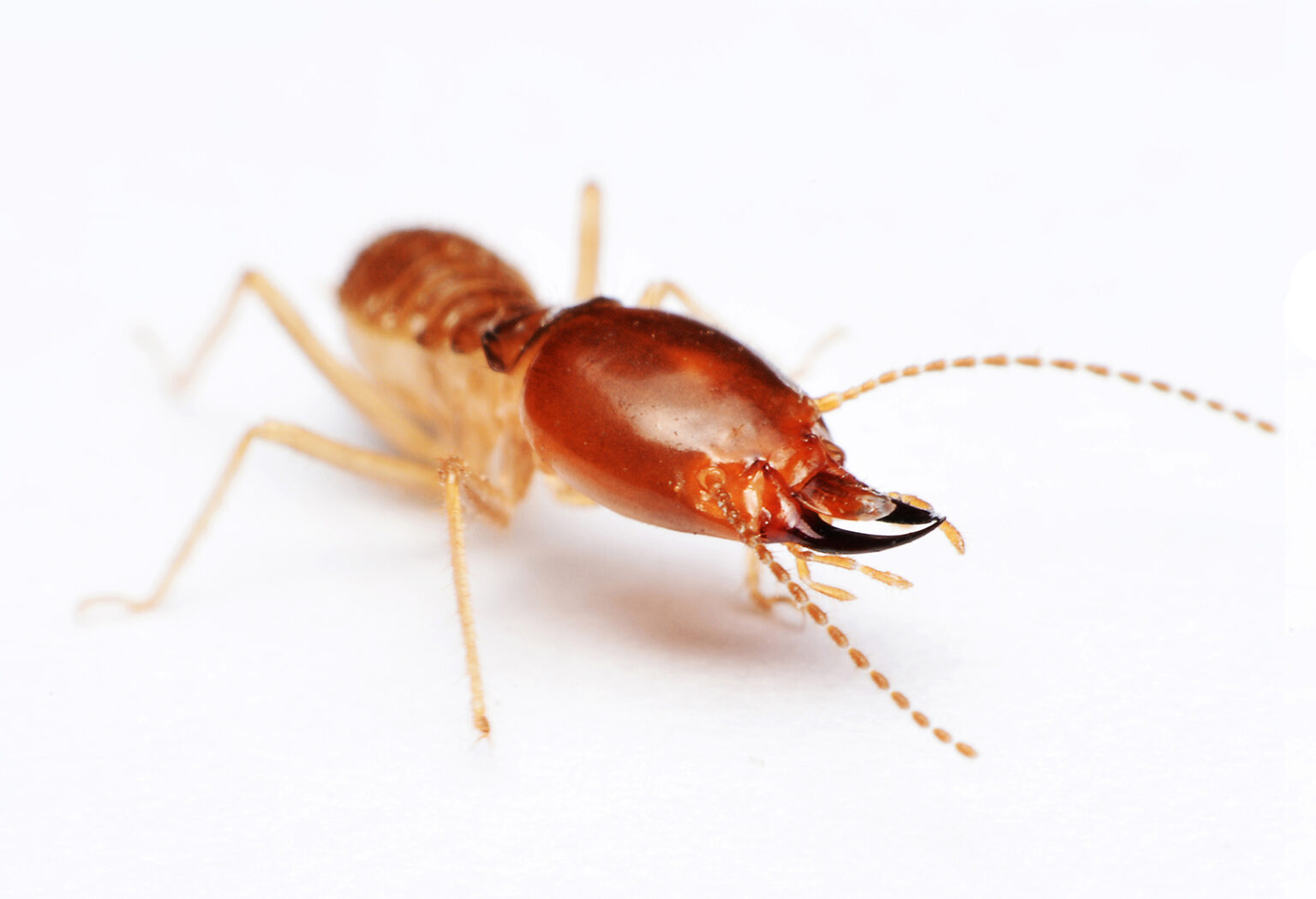 Common Termites of California | Killroy Pest Control