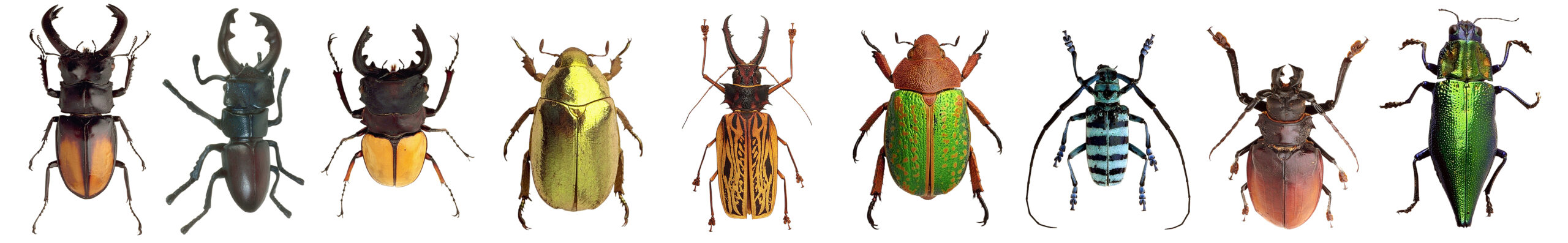 Beetle Types