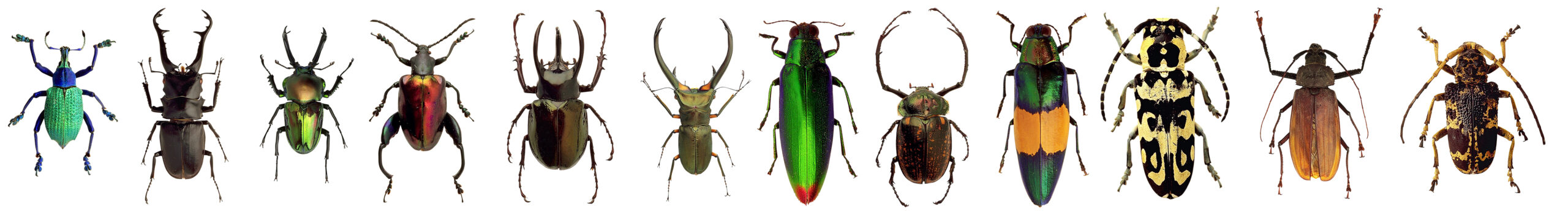 Beetle Types