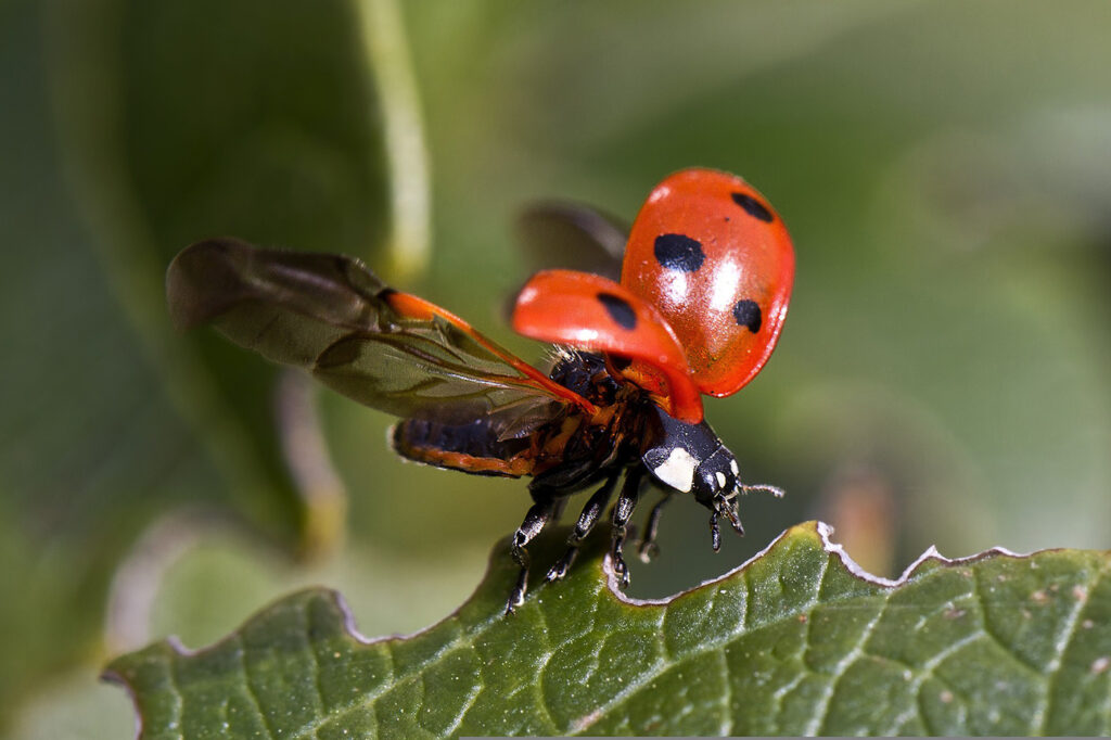 Beetles