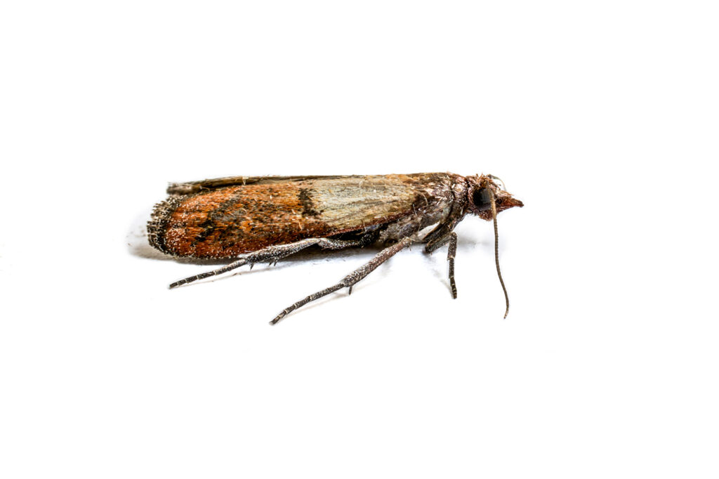 How To Control Pantry Moths