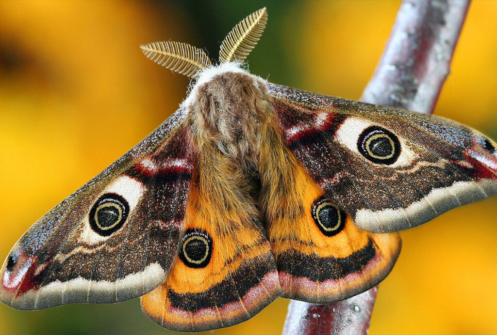 amazing colorful moth