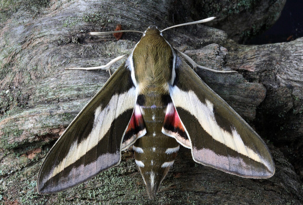 beautiful exotic moth