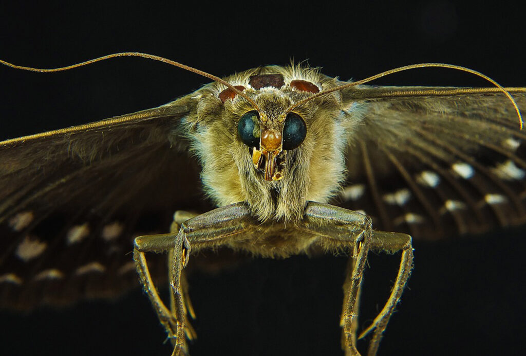 close up front view of moth