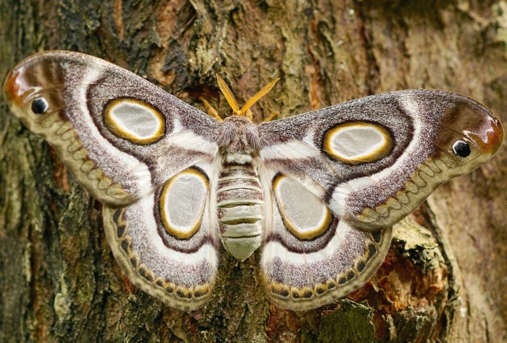 large moth on a tree