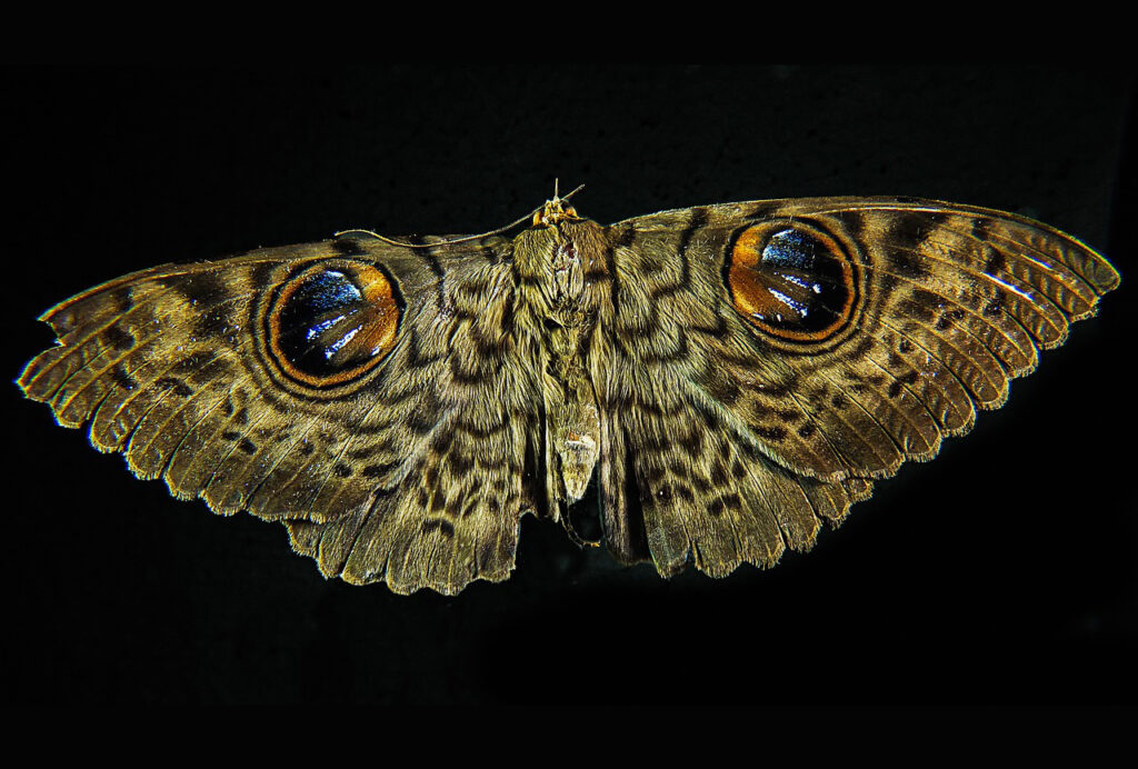 moth wings spread