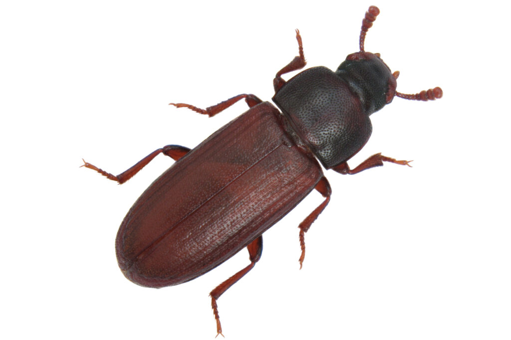 the red flour beetle