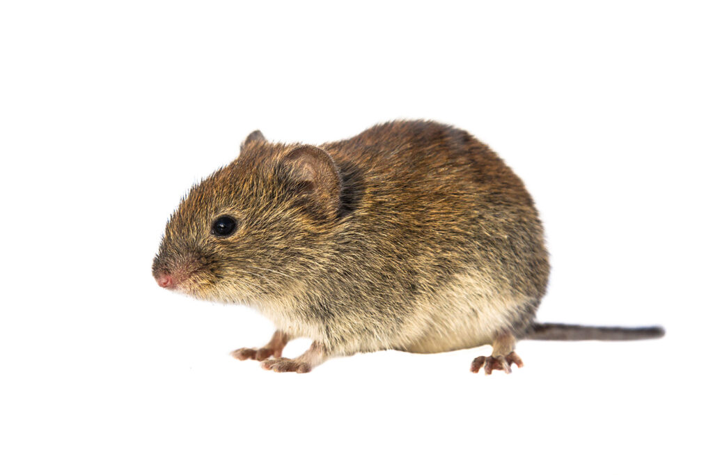 Vole Isolated on White