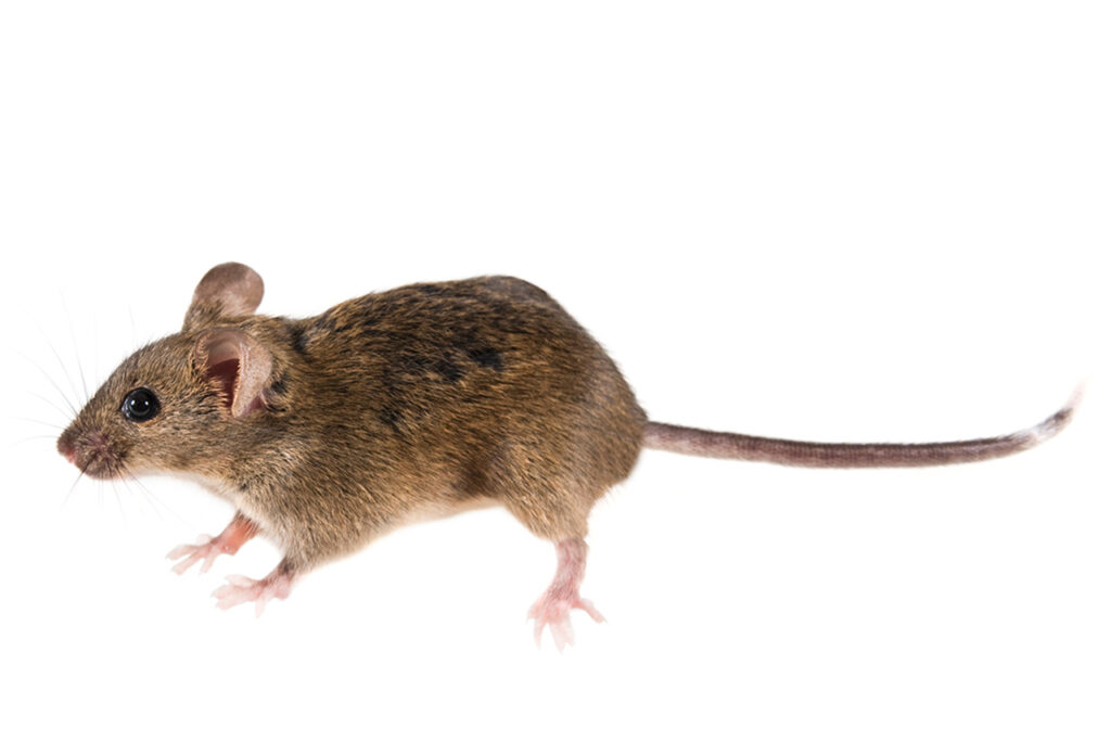 House Mouse - Mus Musculus