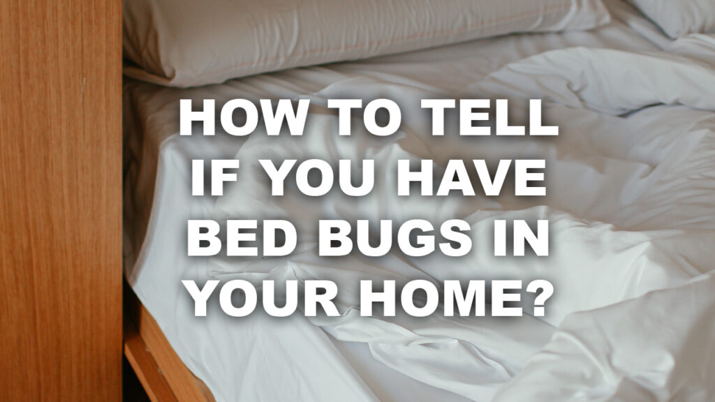 How to tell if you have bed bugs in your home