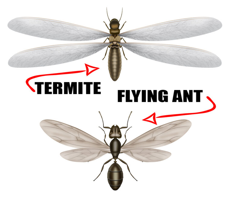 Are Termites And Ants The Same? 