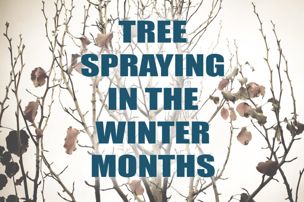 Tree Spraying in the Winter Months​