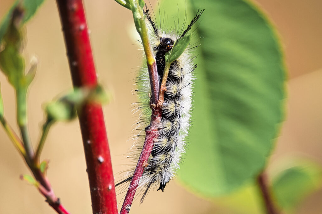 A closeup of a tussock moth caterpillar crawling on a branch