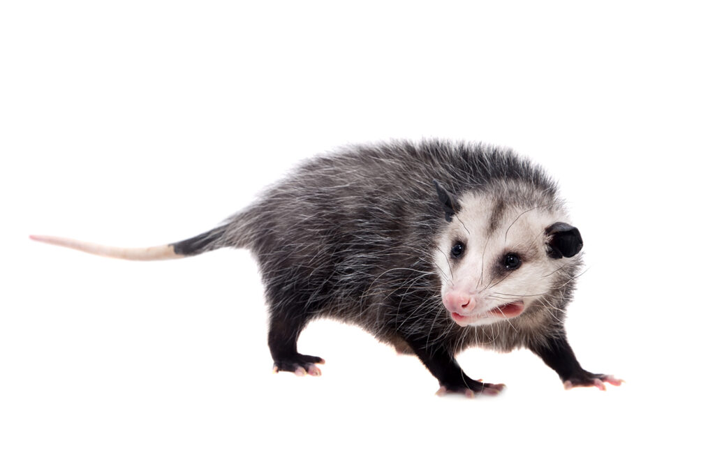 opossum pest control