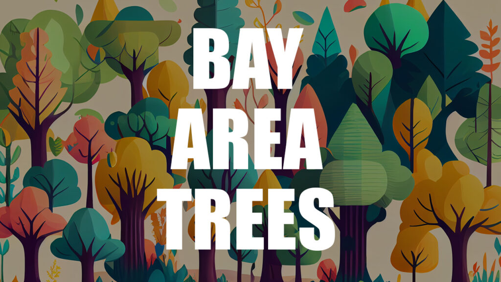 Bay Area Trees​