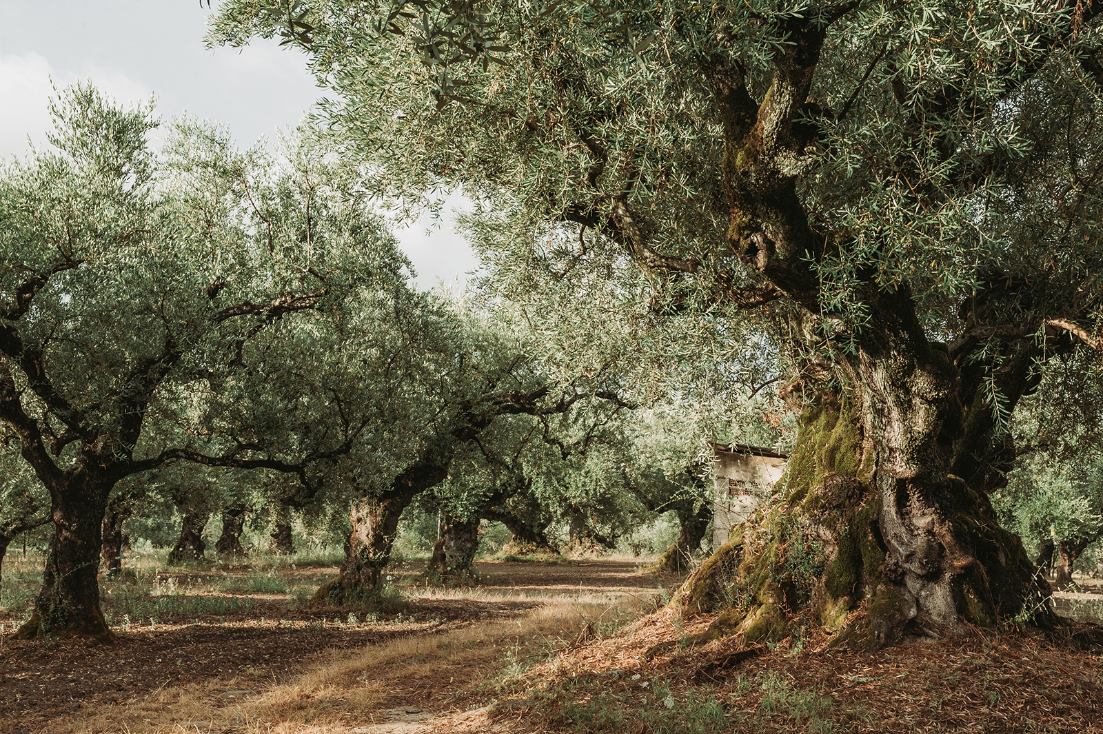 Olive Trees ()