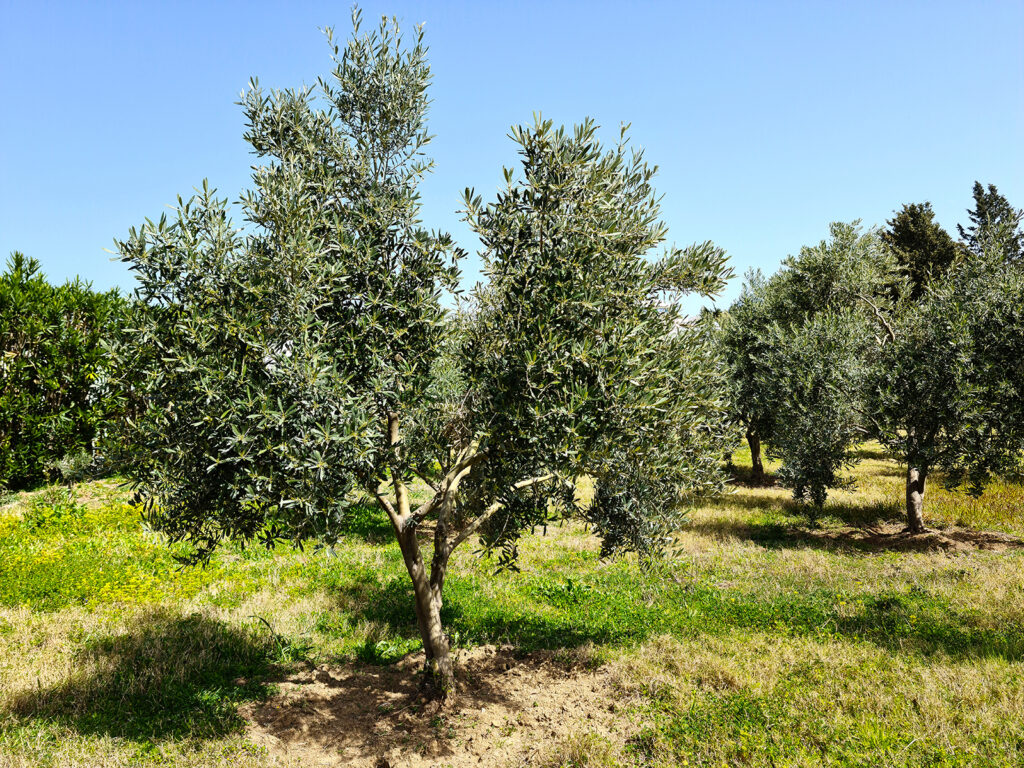 Young Olive Trees