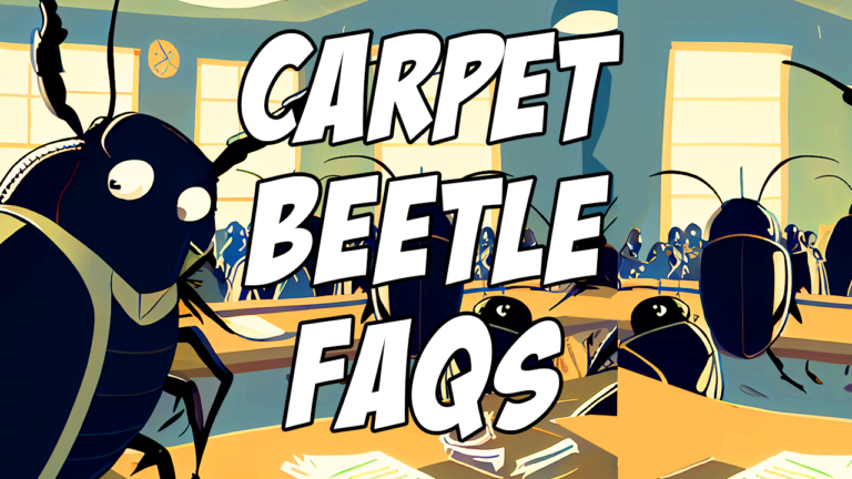 Carpet Beetle FAQs