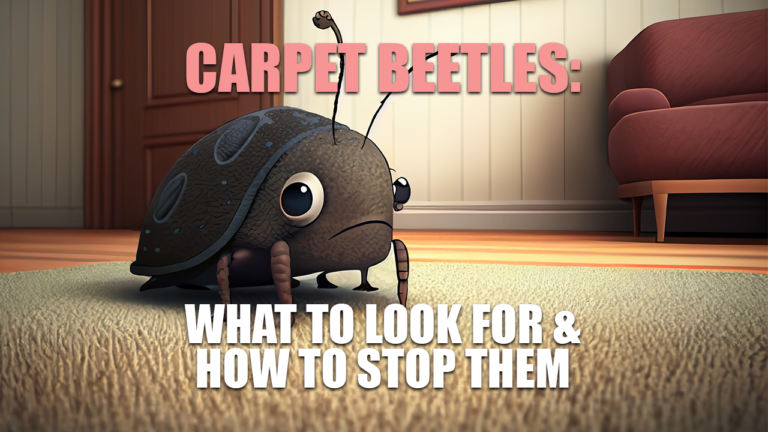 Carpet Beetles What to look for and how to stop them