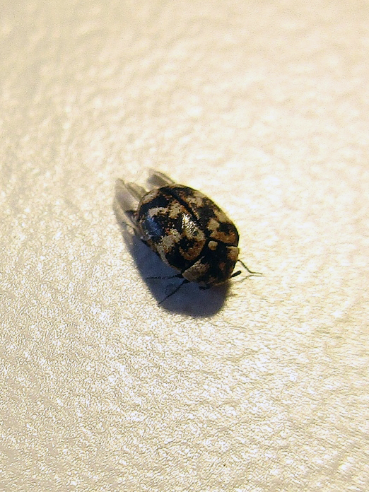 Carpet Beetles & Hair: A Personal Mystery Unfolded! - Carpet